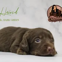 CKC LONG HAIRED DARK GREEN, a male Miniature Dachshund for sale in Liberty, TX – 5 of 9