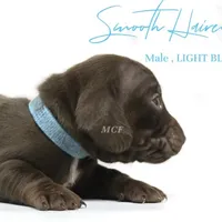 CKC SMOOTH HAIRED LIGHT BLUE , a male Miniature Dachshund for sale in Liberty, TX – 4 of 7