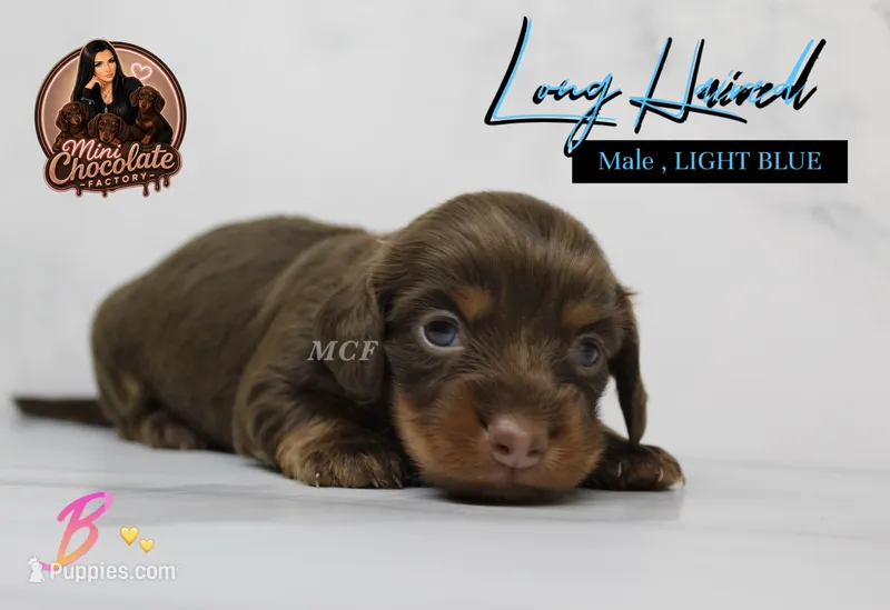 CKC LONG HAIRED LIGHT BLUE – Miniature Dachshund puppy for sale in Liberty, TX