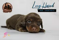 CKC LONG HAIRED LIGHT BLUE, a male Miniature Dachshund for sale in Liberty, TX – 1 of 3