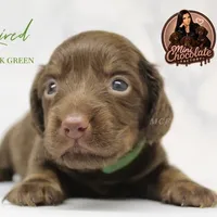 CKC LONG HAIRED DARK GREEN, a male Miniature Dachshund for sale in Liberty, TX – 8 of 9