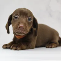 CKC SMOOTH HAIRED ORANGE , a female Miniature Dachshund for sale in Liberty, TX – 5 of 6