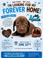 CKC SMOOTH HAIRED LIGHT BLUE , a male Miniature Dachshund for sale in Liberty, TX – 1 of 7
