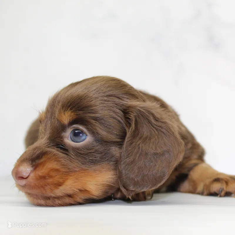 CKC LONG HAIRED LIGHT BLUE – Miniature Dachshund puppy for sale in Liberty, TX