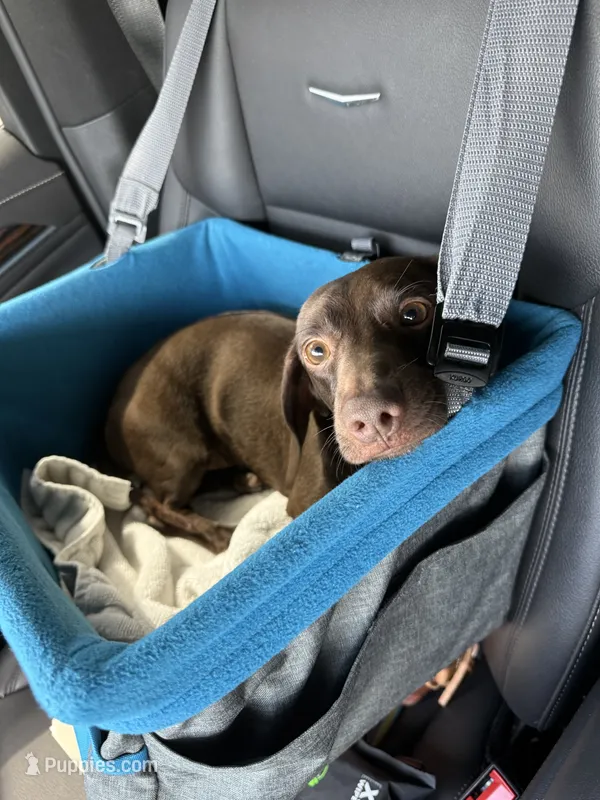 Buddy – Dachshund puppy for sale in Liberty, TX