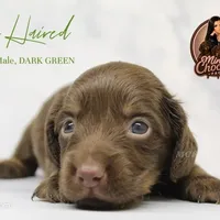 CKC LONG HAIRED DARK GREEN, a male Miniature Dachshund for sale in Liberty, TX – 4 of 9