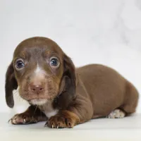 CKC SMOOTH HAIRED LIGHT GREEN , a male Miniature Dachshund for sale in Liberty, TX – 7 of 10