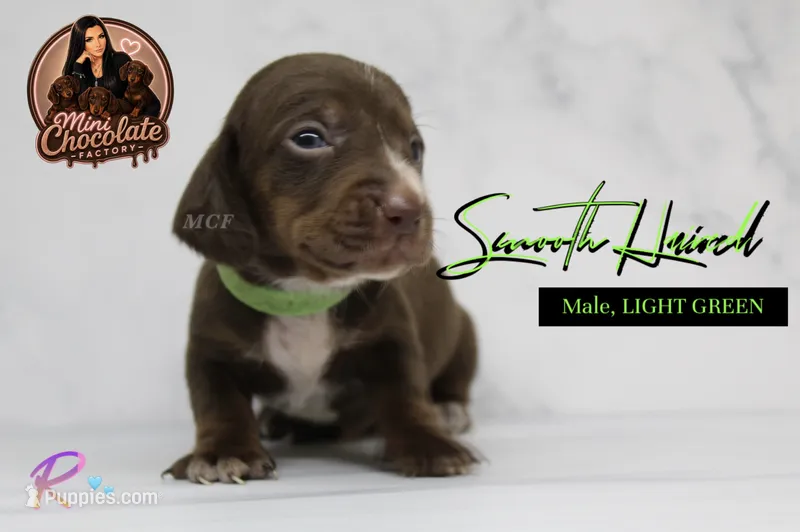 CKC SMOOTH HAIRED LIGHT GREEN  – Miniature Dachshund puppy for sale in Liberty, TX