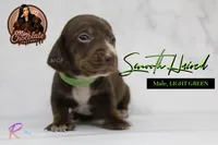 CKC SMOOTH HAIRED LIGHT GREEN , a male Miniature Dachshund for sale in Liberty, TX – 1 of 4