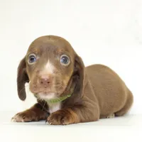 CKC SMOOTH HAIRED LIGHT GREEN , a male Miniature Dachshund for sale in Liberty, TX – 8 of 10