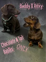 CKC SMOOTH HAIRED LIGHT GREEN , a male Miniature Dachshund for sale in Liberty, TX – 10 of 10