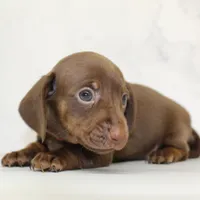 CKC SMOOTH HAIRED ORANGE , a female Miniature Dachshund for sale in Liberty, TX – 3 of 6