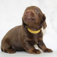 CKC LONG HAIRED YELLOW, a female Miniature Dachshund for sale in Liberty, TX – 5 of 6