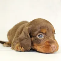CKC  Long Haired Purple , a female Miniature Dachshund for sale in Liberty, TX – 2 of 4