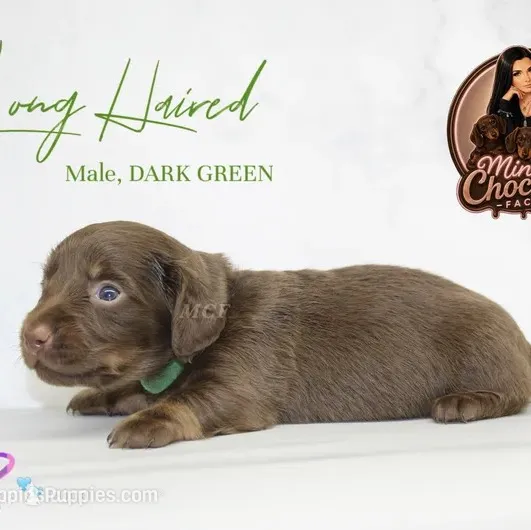 CKC LONG HAIRED DARK GREEN – Miniature Dachshund puppy for sale in Liberty, TX