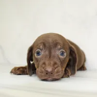 CKC SMOOTH HAIRED LIGHT BLUE , a male Miniature Dachshund for sale in Liberty, TX – 6 of 7