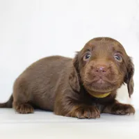 CKC LONG HAIRED YELLOW, a female Miniature Dachshund for sale in Liberty, TX – 3 of 6