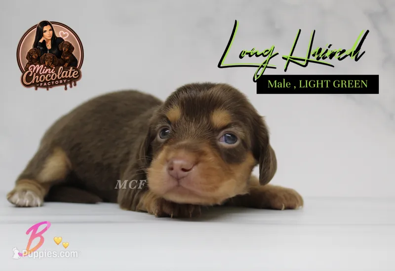 CKC LONG HAIRED GREEN – Miniature Dachshund puppy for sale in Liberty, TX