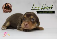 CKC LONG HAIRED GREEN, a male Miniature Dachshund for sale in Liberty, TX – 1 of 3