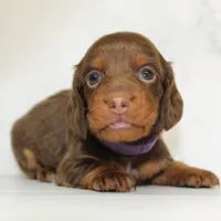 CKC  Long Haired Purple , a female Miniature Dachshund for sale in Liberty, TX – 3 of 4