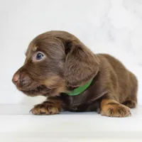 CKC LONG HAIRED DARK GREEN, a male Miniature Dachshund for sale in Liberty, TX – 7 of 9