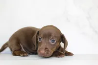CKC SMOOTH HAIRED ORANGE , a female Miniature Dachshund for sale in Liberty, TX – 4 of 6