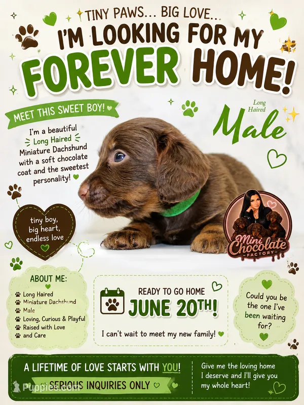 CKC LONG HAIRED DARK GREEN – Miniature Dachshund puppy on hold in Liberty, TX