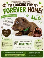 CKC LONG HAIRED DARK GREEN, a male Miniature Dachshund for sale in Liberty, TX – 1 of 9