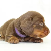 CKC  Long Haired Purple , a female Miniature Dachshund for sale in Liberty, TX – 4 of 4