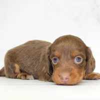CKC  Long Haired Purple , a female Miniature Dachshund for sale in Liberty, TX – 1 of 4