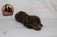 CKC SMOOTH HAIRED LIGHT PINK, a female Miniature Dachshund for sale in Liberty, TX – 3 of 3