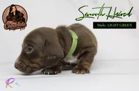 CKC SMOOTH HAIRED LIGHT GREEN , a male Miniature Dachshund for sale in Liberty, TX – 4 of 4