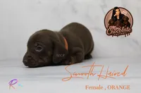 CKC SMOOTH HAIRED ORANGE , a female Miniature Dachshund for sale in Liberty, TX – 2 of 3