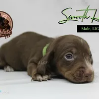 CKC SMOOTH HAIRED LIGHT GREEN , a male Miniature Dachshund for sale in Liberty, TX – 5 of 10