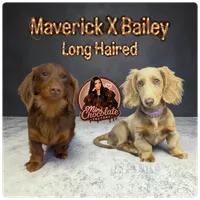 CKC  Long Haired Purple , a female Miniature Dachshund for sale in Liberty, TX – 5 of 5