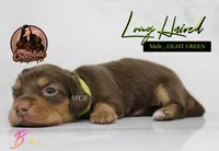 CKC LONG HAIRED GREEN, a male Miniature Dachshund for sale in Liberty, TX – 3 of 3