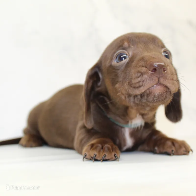 CKC SMOOTH HAIRED LIGHT BLUE  – Miniature Dachshund puppy for sale in Liberty, TX