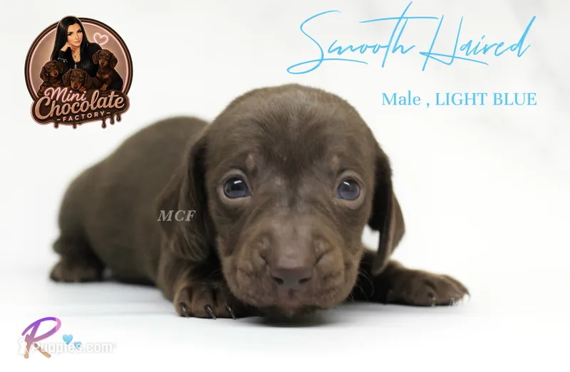 CKC SMOOTH HAIRED LIGHT BLUE  – Miniature Dachshund puppy for sale in Liberty, TX