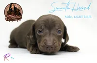 CKC SMOOTH HAIRED LIGHT BLUE , a male Miniature Dachshund for sale in Liberty, TX – 1 of 4