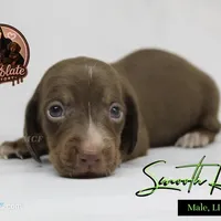 CKC SMOOTH HAIRED LIGHT GREEN , a male Miniature Dachshund for sale in Liberty, TX – 3 of 10