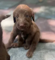 Diamonds Purple collar girl, a female Labradoodle for sale in Summerfield, FL – 3 of 6