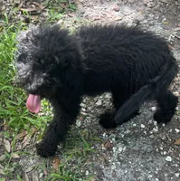 Yoda, a male Miniature Goldendoodle for sale in Summerfield, FL – 5 of 6
