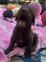 Diamonds Purple collar girl, a female Labradoodle for sale in Summerfield, FL – 1 of 6
