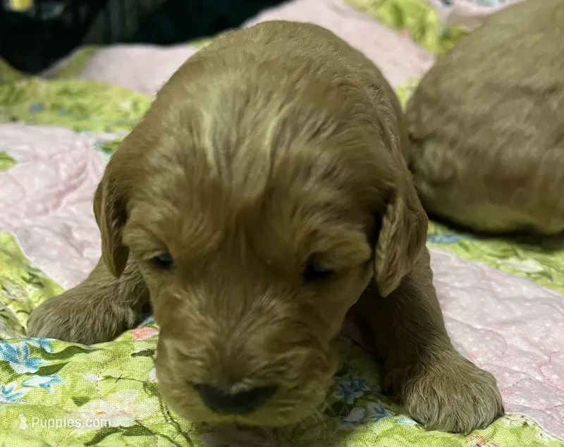 Daisys Purple Collar Cream Girl Mini/ Medium Goldendoodle – Goldendoodle puppy for sale in Summerfield, FL