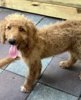 Gator mini/medium, a male Miniature Goldendoodle for sale in Summerfield, FL – 5 of 7