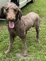 Thor, a male Poodle - Standard  for sale in Summerfield, FL – Photo 2 of 6