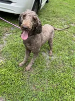 Thor, a male Poodle - Standard  for sale in Summerfield, FL – Photo 4 of 6