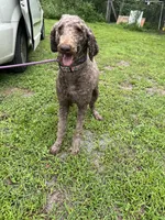 Thor, a male Poodle - Standard  for sale in Summerfield, FL – Photo 5 of 6