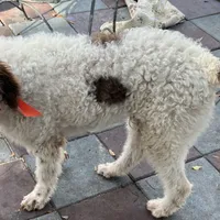 Barney, a male Labradoodle for sale in Summerfield, FL – Photo 7 of 10