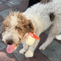 Barney, a male Labradoodle for sale in Summerfield, FL – Photo 8 of 10